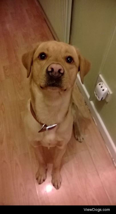 Paddy the four year old Lab Retriever.