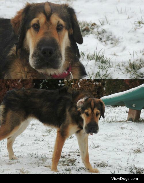 This is Maya, my beautiful German Shepherd/Shar-Pei mix.