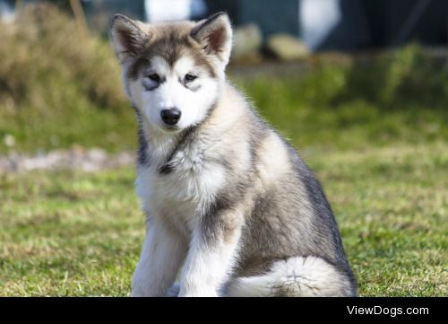 Teyah the pup | Stephen Wilson