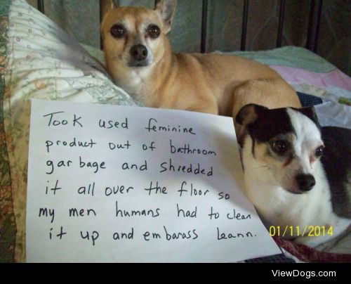 How to Embarrass mom 101

Bad dogs come in pairs. Worse when a…