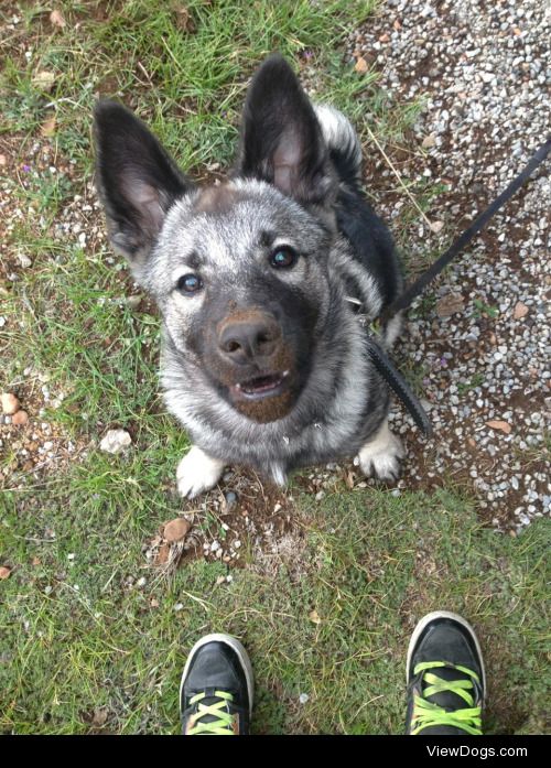 an-elkie-named-punky:

Oh hi there, I don’t know who dug that…