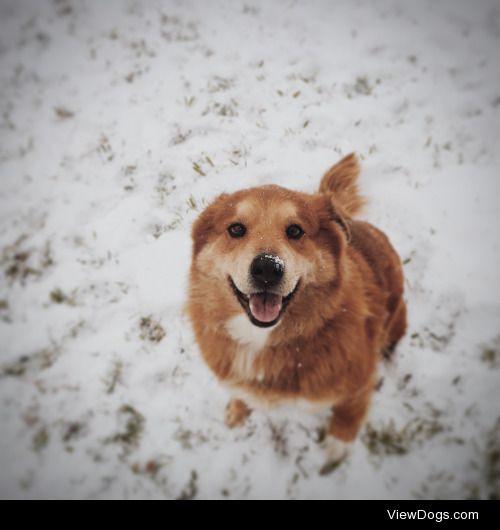 Bear’s second year of snow c: