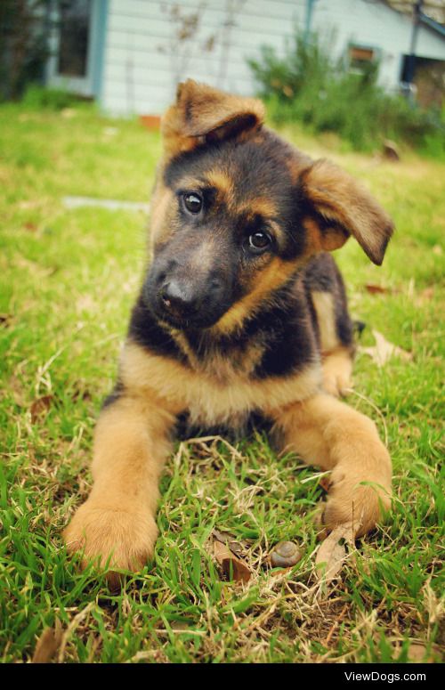 enzothegsd:

Meet our new puppy, Maggie, doing a fantastic head…