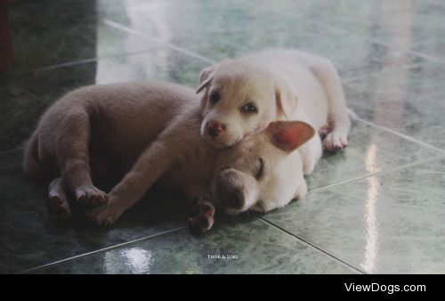 Baby Loki, and baby Thor