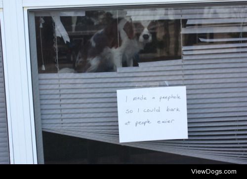 Peeping Tom

"I made a peephole so I could bark at people…