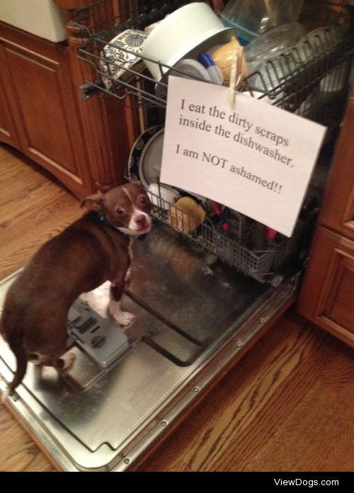 Milo is Busted!

Milo thinks the dishwasher is a cafeteria of…