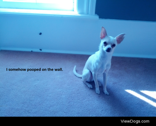 I think I’ll try defying gravity!

Aww Peanut. My tiny chihuahua…