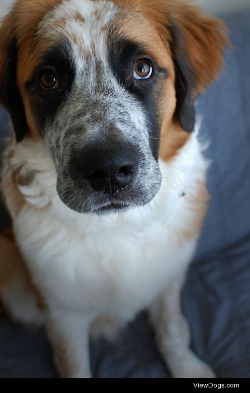 Meeko. 6 months. St. Bernard Mix