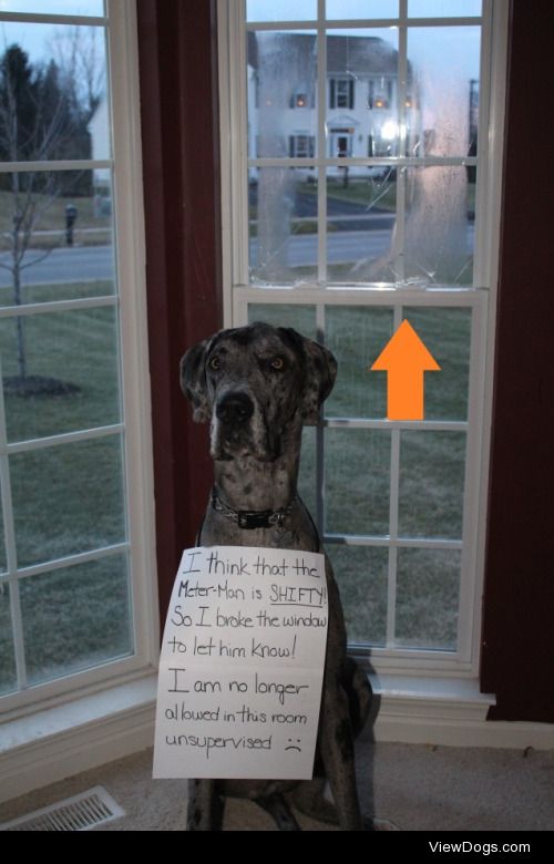 Who Broke a Window?

Our Great Dane Eli has issues with the…
