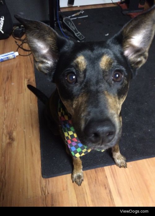 Inky the Cattle dog/Doberman mix