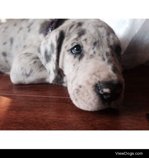 Luna the beautiful Great Dane pup.