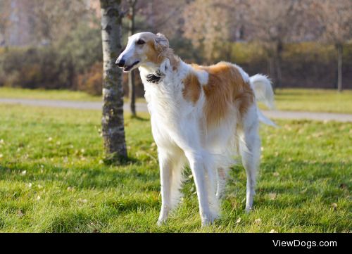 Dog In Autumn | Anzhelika Givoin