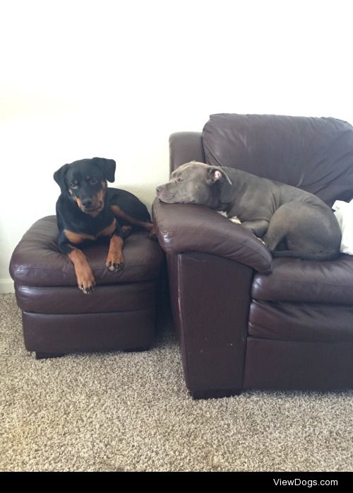 Dahlia & Remy just chillin’