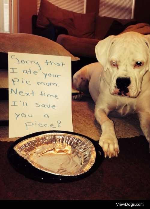 That wasn’t a single serving?

Sorry that I are your pie mom….
