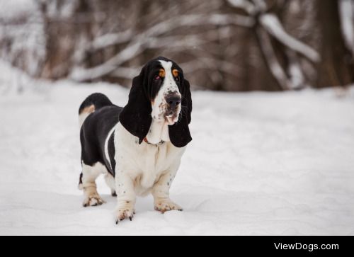 Basset | Margaritka Davydova