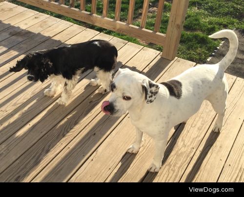 Toph (8yo AmStaff mix) and Zelda (4yo Cocker Spaniel)
see more…