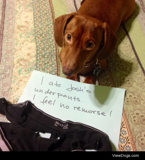 Dachshund alterations done for cheap

I ate Josh’s…