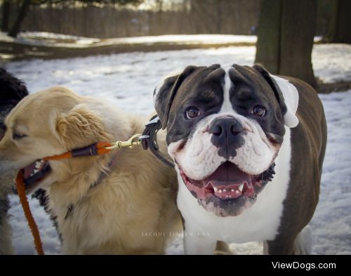 jacquijr:

“Chunkstyle” aka “Chunk”Old English Bulldog