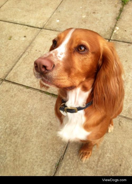 Charley my working cocker spaniel