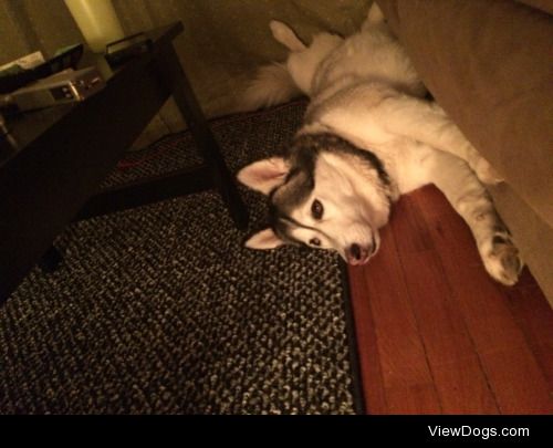 This is Marley, a 2 and a half year old Siberian Husky. My…