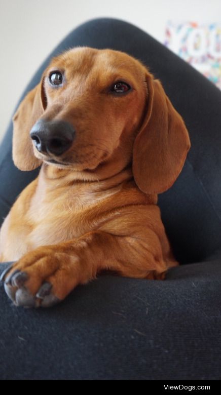 This is Scarlett, a 2 year old red mini dachshund