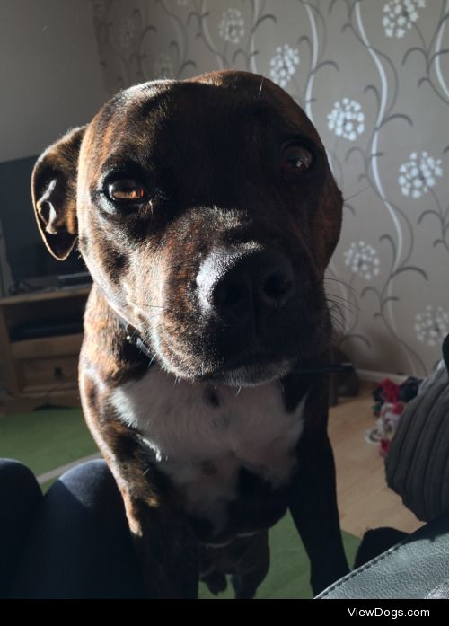 This is Milo, he’s a two year old Staffordshire terrier who is…