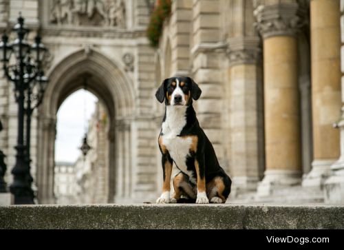 Entlebucher Sennenhund | Margaritka Davydova