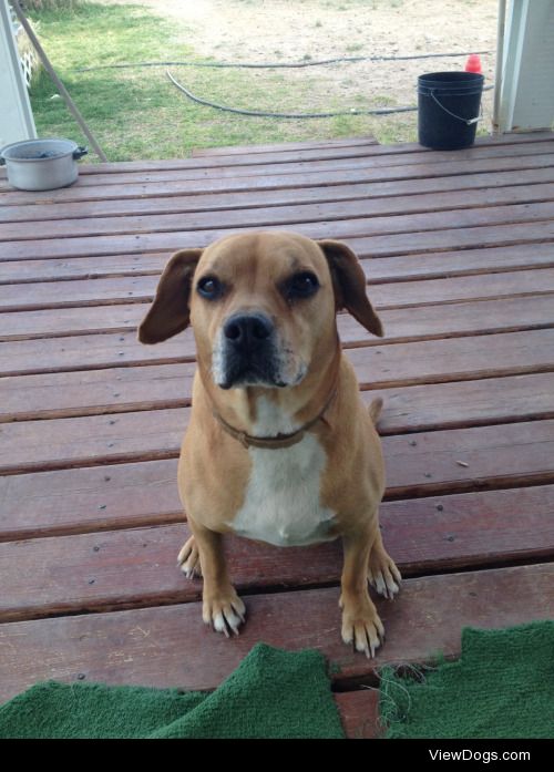 My year old Beagle/Basset Hound mix
Lucky! Love ya bud!
