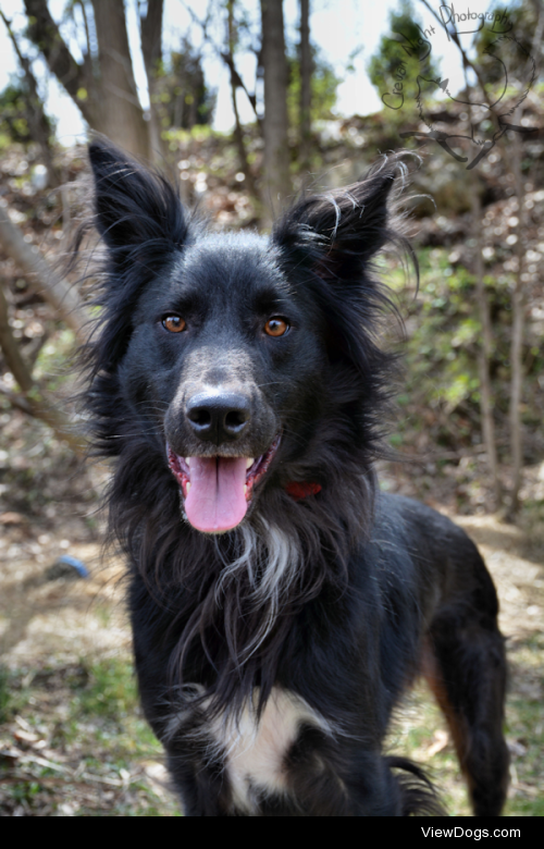 shelterlove:

Say hello to Prince. He certainly is handsome…
