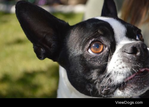 Biff the Boston terrier