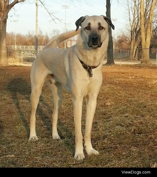 Achilles, my Anatolian Shepherd. – @shaewolf-96