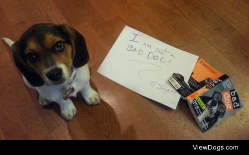 I’m Not a Bad Dog

Jaycee, our rescue puppy, found it offensive…