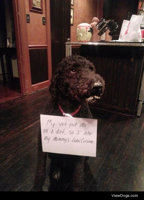 Lean Cuisine

Our poodle heads straight to the kitchen to find…