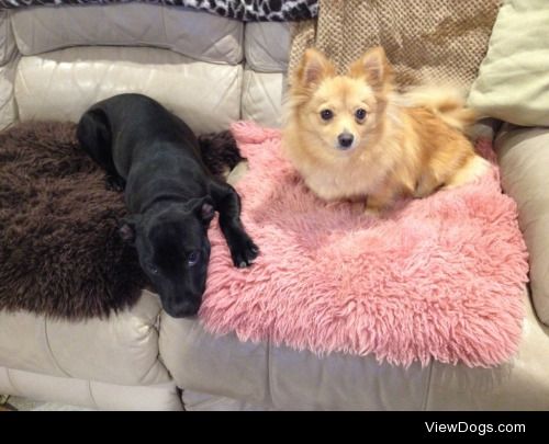 Thea and Pepper , English staffy and Pomeranian