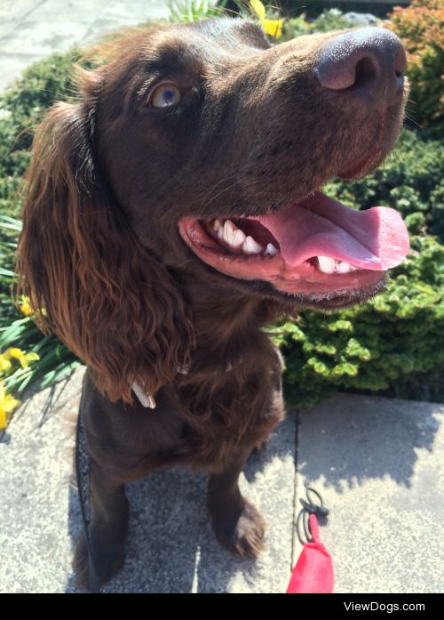 Monty, my 9 month old working cocker spaniel, enjoying the…