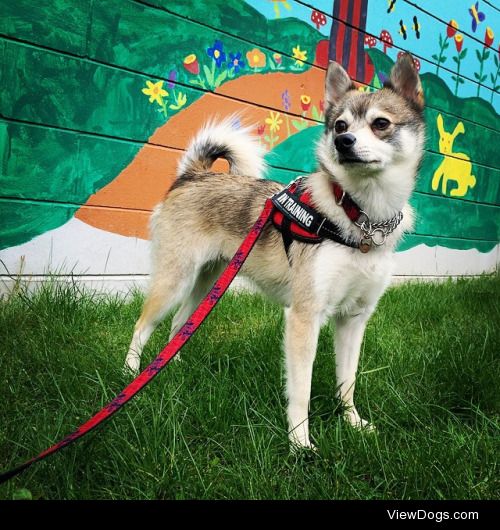 Here is Kobi, the Alaskan Klee Kai enjoying the new surrounding…