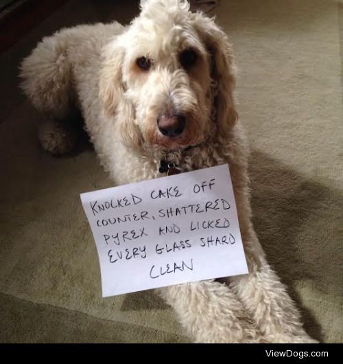 Carrots are good for me!

Karma the golden doodle can’t…