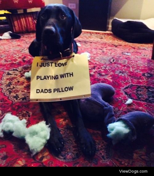 No Comfort

My name is Sam and chewed up dads favorite pillow he…