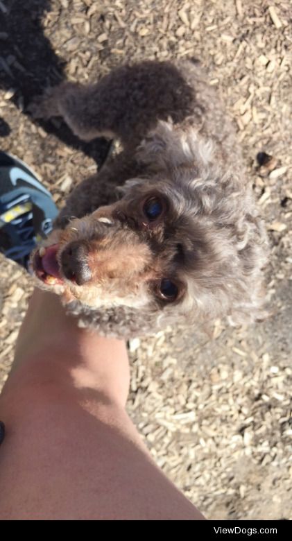 This is Tootles. She is a miniature chocolate poodle. She will…