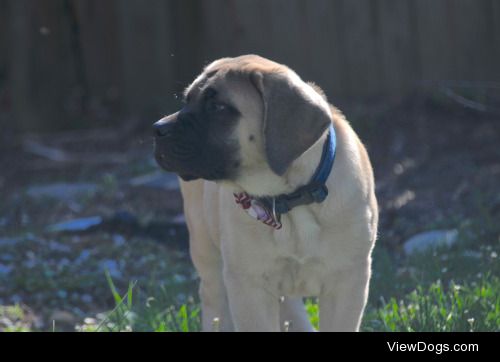 Liam our English Mastiff puppy at 11 weeks. Baby giant.