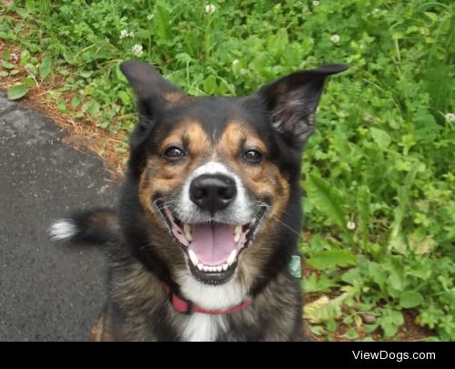 Max, my wonderful 8-year-old German Shepherd/Australian Shepherd…