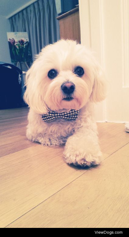 my dapper maltese terrier