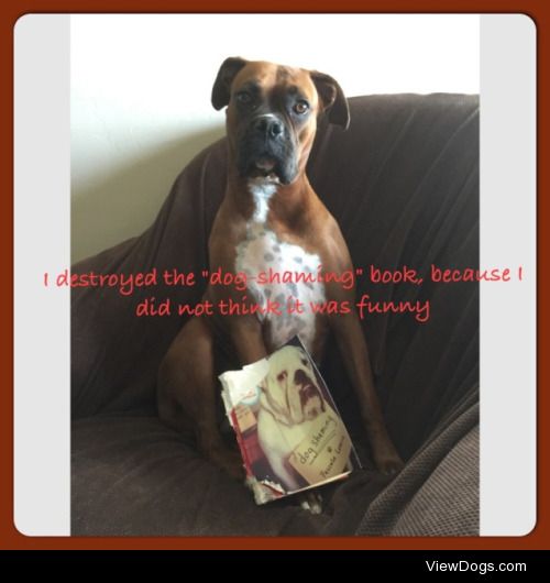 This book is offensive to all literate dogs!

My sweet boxer…