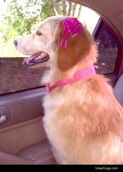 my beautiful girl Nalah enjoying a ride in the car.