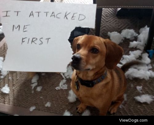 Destroy first, ask questions later.

Buddy always seems to get…