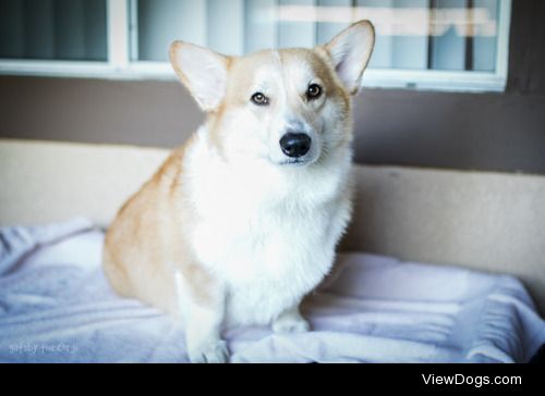 gatsbyadventures:

Aftermath of Corgi Beach Day, Part II: Bath…