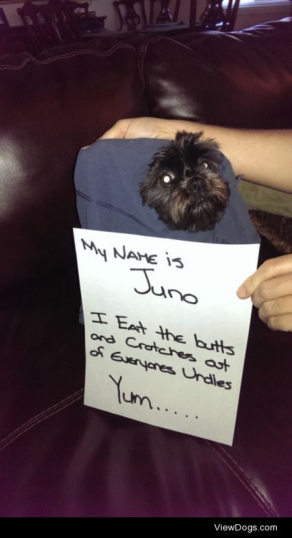 Lhasa-pain-in-my-apso

My name is Juno. I like to eat the butts…