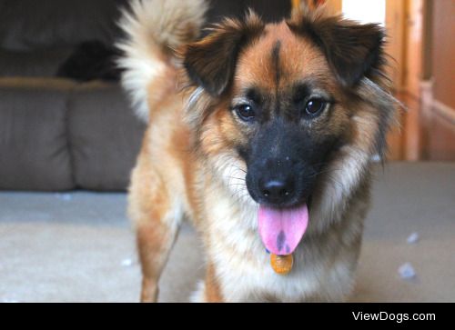 This is Jackadoodle Sparrow, the box-of-rocks Chow/Springer…