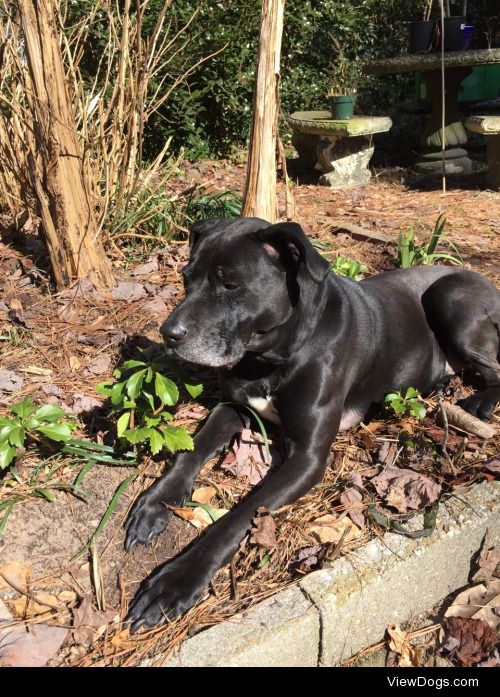Gus is pitbull-black Labrador retriever mix who came from the…