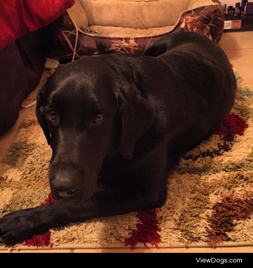 “Pink” is my Black Lab Cadaver Dog. She’s 4yrs old and loves her…